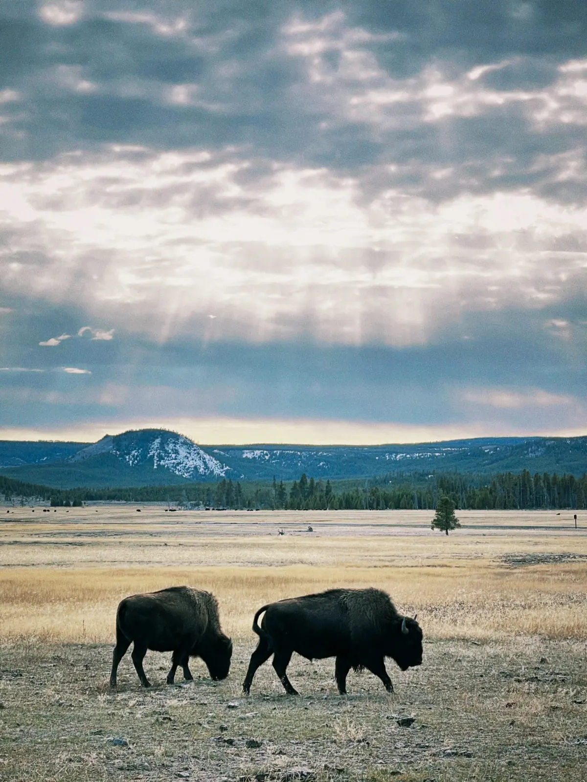 Two bison grazing on open grassland under a dramatic sky